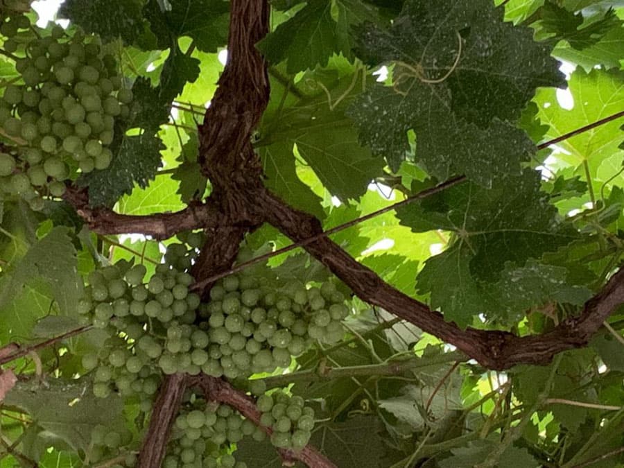 Bodega Viña Costeira